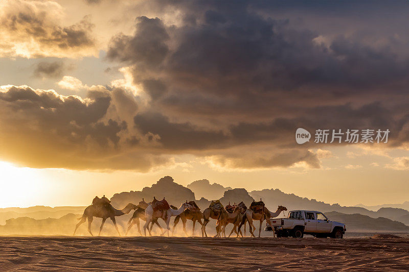 在约旦瓦迪拉姆沙漠收集骆驼。