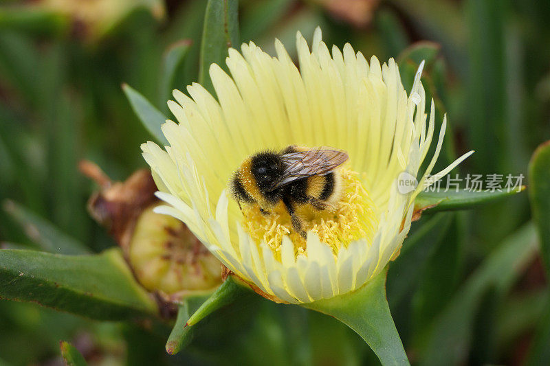 一朵黄色的花里装满花粉的蜜蜂
