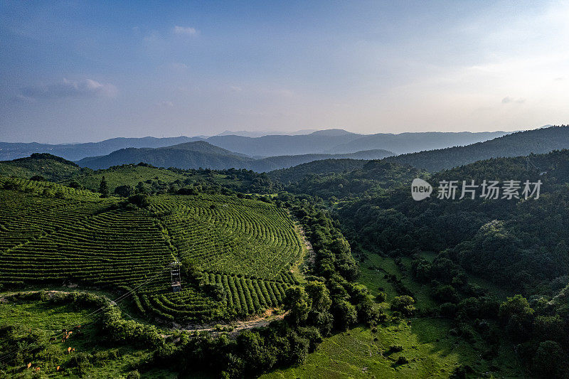 阳光明媚的日子里，山坡上种植园的鸟瞰图