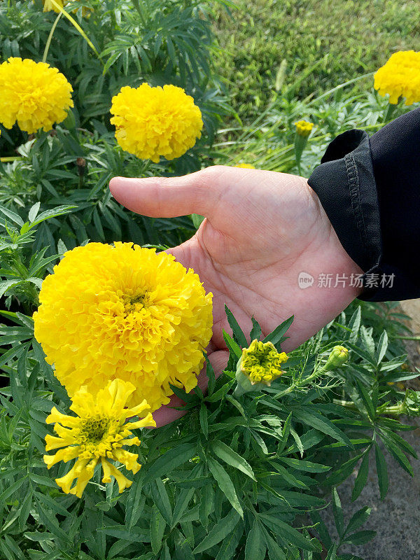 女性的手抚摸着花园里的菊花