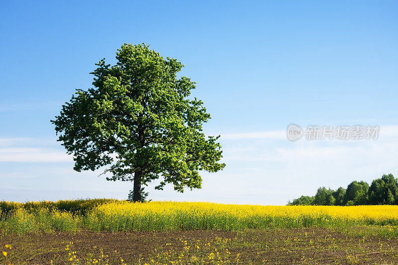 夏季农田景观。一棵孤零零的橡树，在花期的油菜地中央。