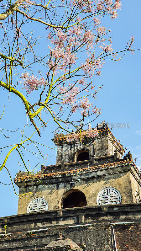 顺化皇城的大门，蓝天上的梧桐花，越南顺化。