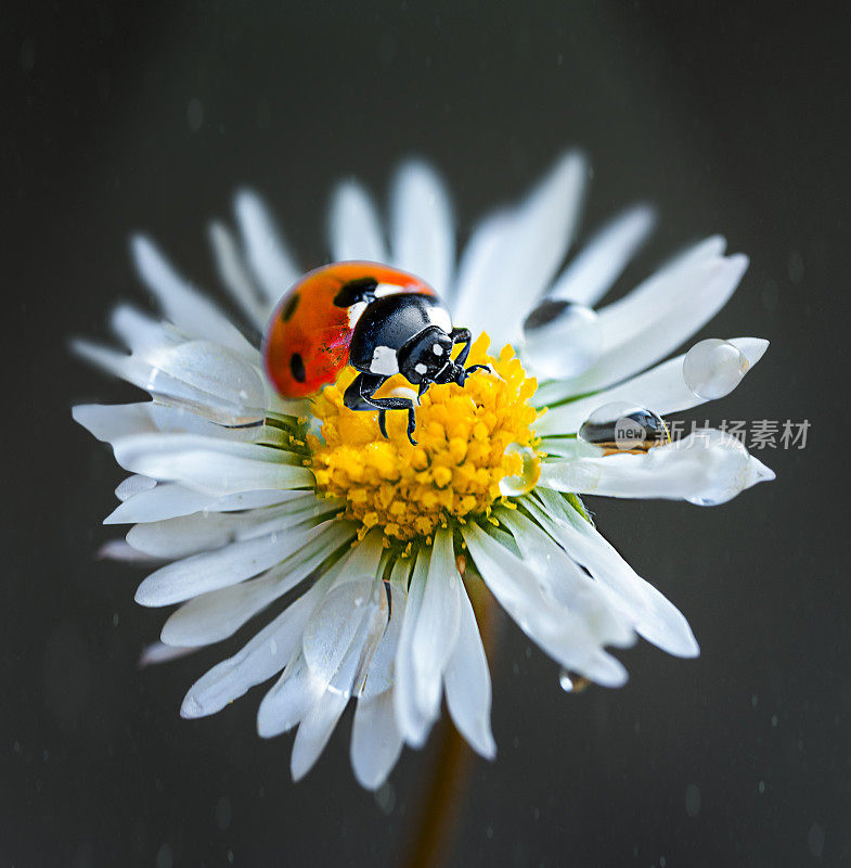 雏菊花上的瓢虫