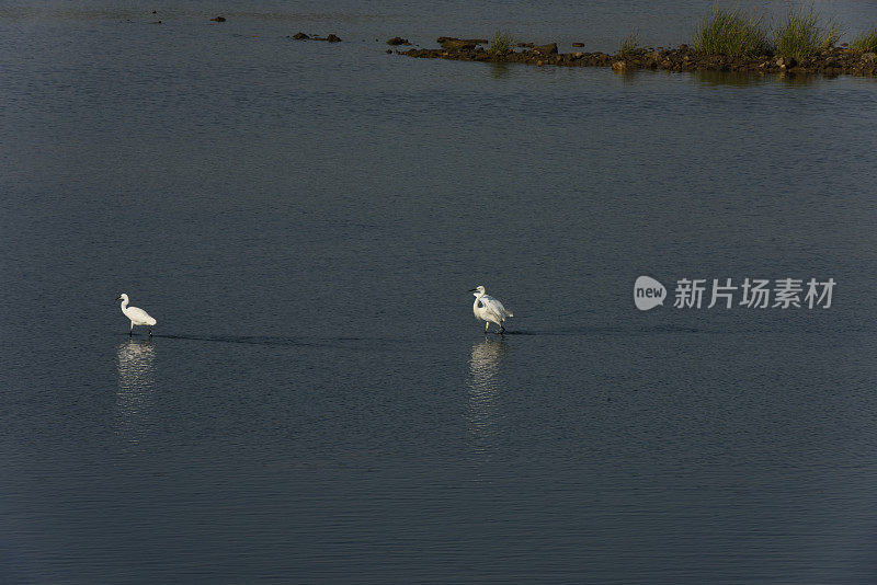 湿地苍鹭在夕阳下觅食