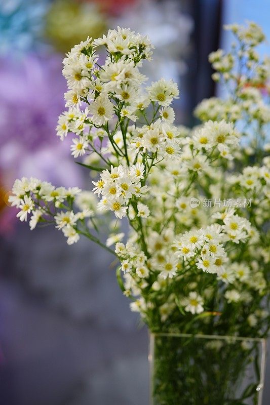 雏菊