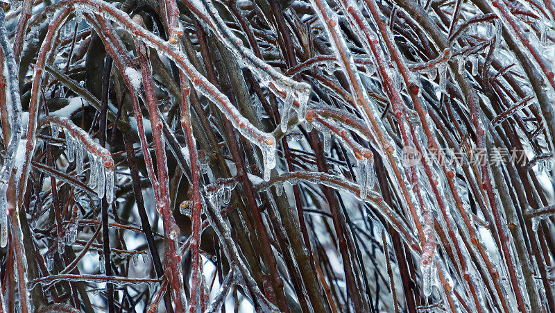 背景从交织的冰藤植物，冻雨。有选择性的重点。