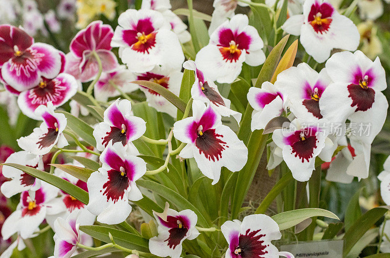 英国伦敦的Miltoniopsis“三色兰花”