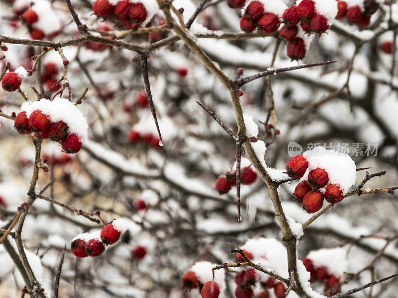 树枝上结着红浆果，洒着雪