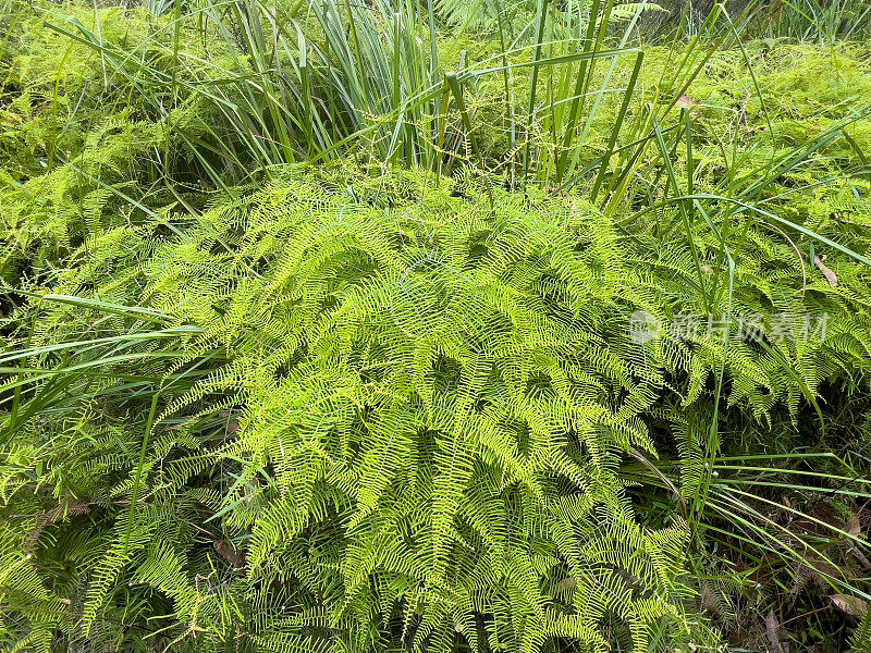 澳大利亚本土蕨类植物