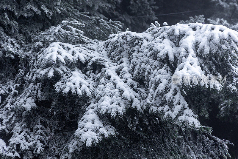 树枝上的雪