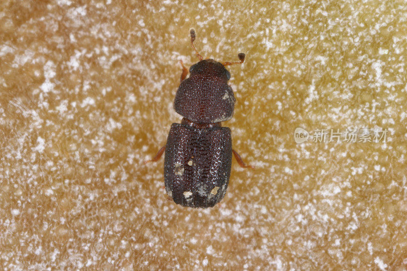 在毛里求斯岛的支架真菌中发现的微小刺蚊科甲虫。