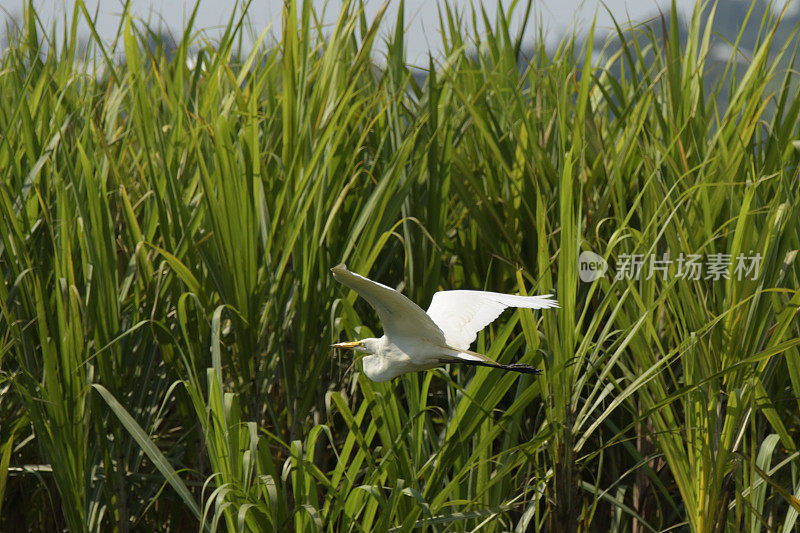 大白鹭