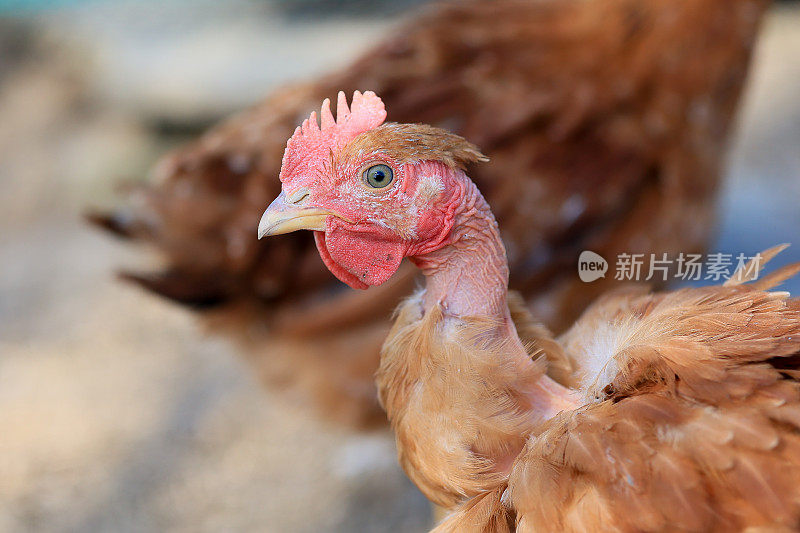 照片中的一只鸡。在阳光明媚的日子里，自由放养的鸡在草地上啄食，寻找食物。家庭农场。国内的鸡。农场的夏日。一只鸡的肖像。