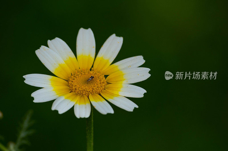 特写冠雏菊菊花