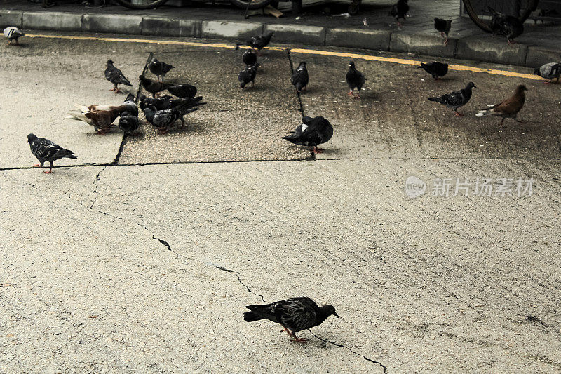 鸽子在街上的特写镜头。街上的鸽子，城市里的鸟儿。