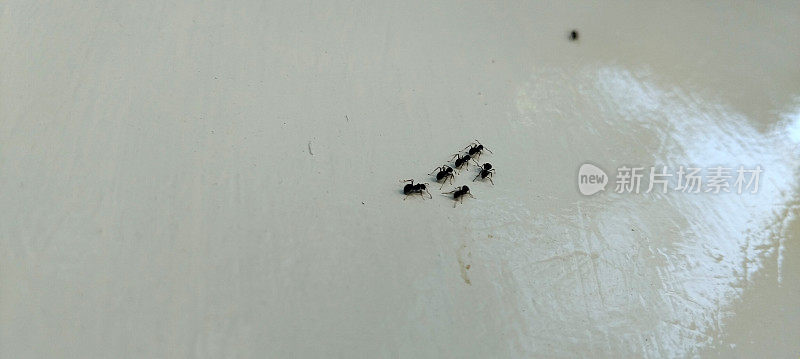 蚂蚁在墙上爬