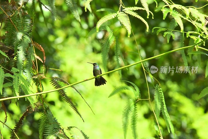 Rufous-tailed蜂鸟