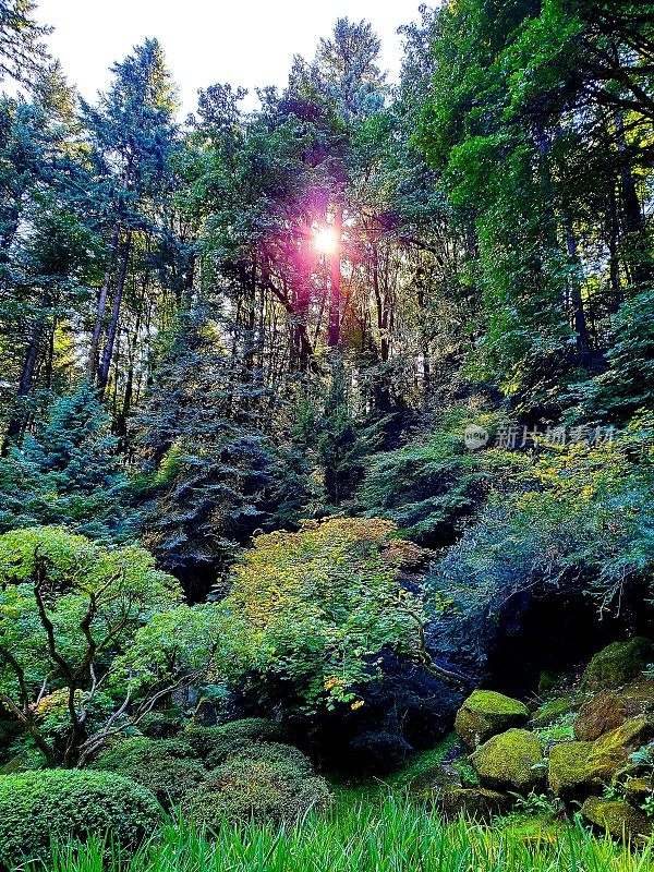 在俄勒冈州波特兰市的日本花园中，阳光透过一簇树木照射进来