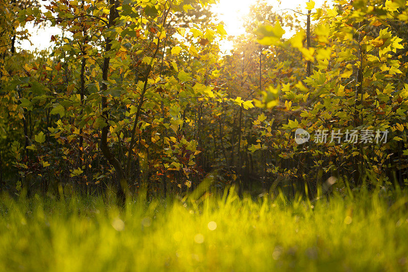 抽象模糊枫林在秋季室外背景概念模糊美丽的自然领域。