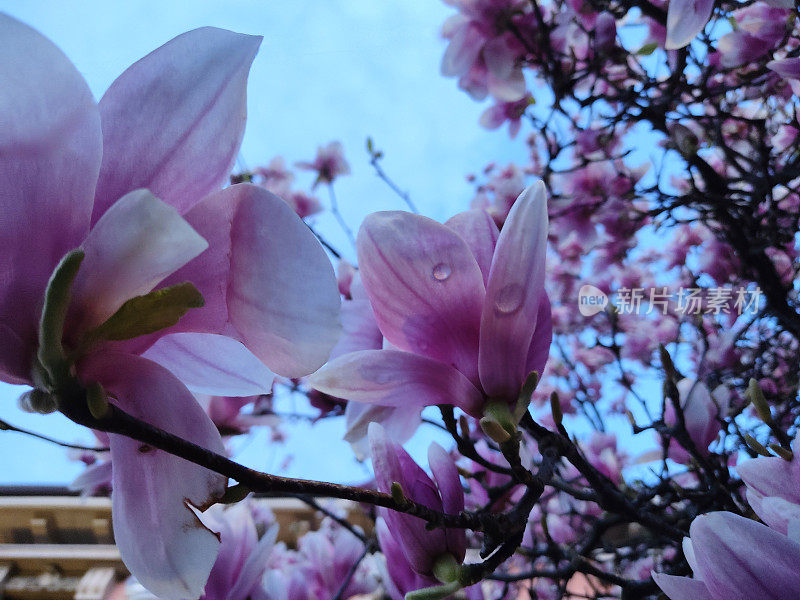盛开的日本木兰花与露珠