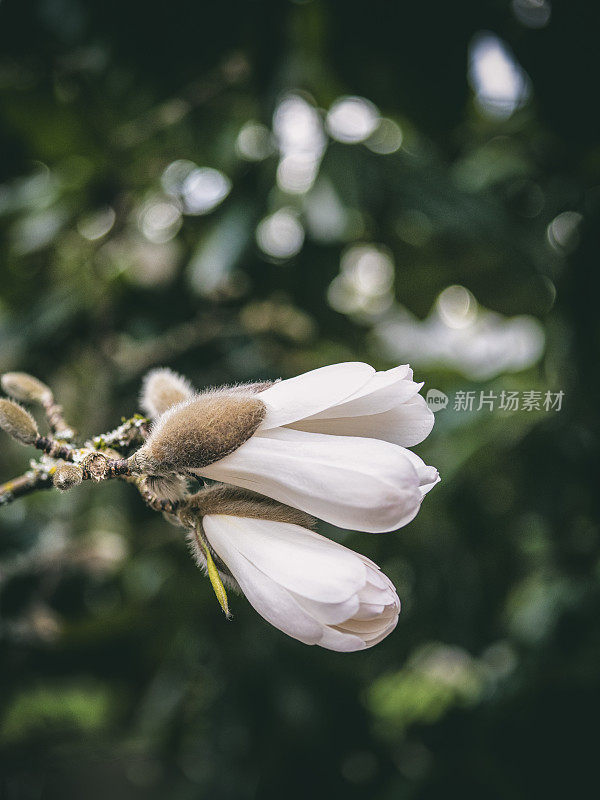 初春玉兰花蕾的写真