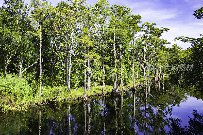 高大的柏树的倒影排列在瓦溪的岸边在瓦溪保护区在基西米，佛罗里达州