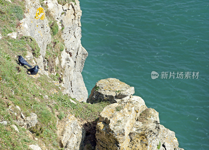 英国多塞特郡侏罗纪海岸的波贝克岛陡峭悬崖上的寒鸦