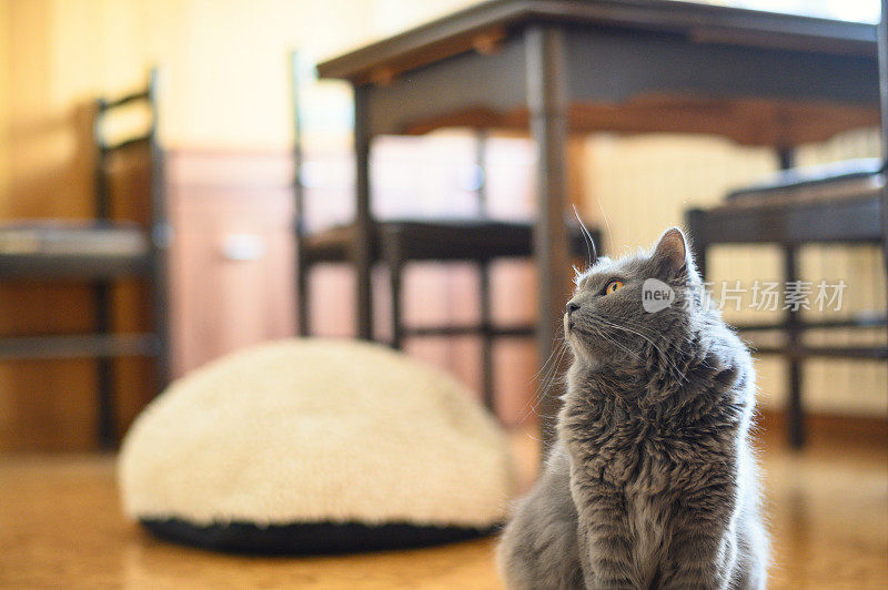 美丽的灰色查特鲁猫坐在厨房里