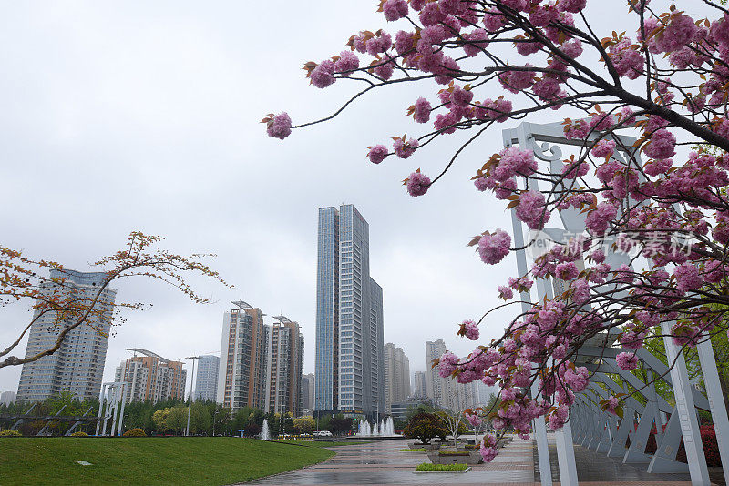 中国山东省日照市，花儿在春雨中绽放