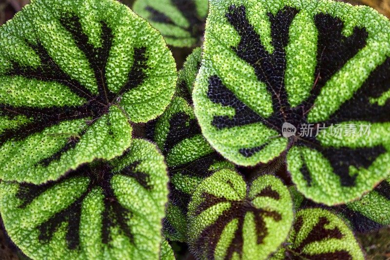 稀有植物――铁壳秋海棠