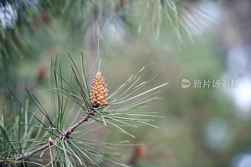 英国多塞特郡普尔海港的布朗西岛，春天的松果和树叶