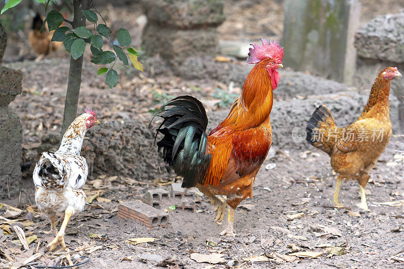 花园里的鸡包括一只公鸡和一对母鸡