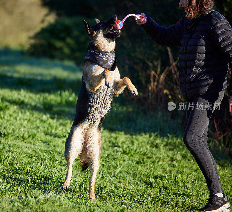 一只可爱的德国牧羊犬在公园里被主人训练