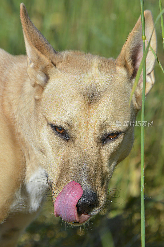 野狗(犬类狼疮野狗)