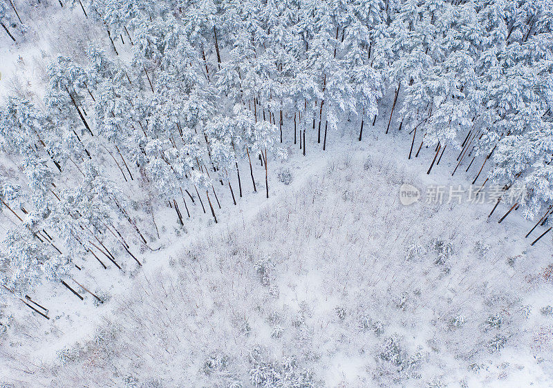 鸟瞰图的混合森林覆盖着雪。