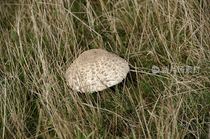 英国，多塞特郡，西普顿峡谷，草地上的伞菇
