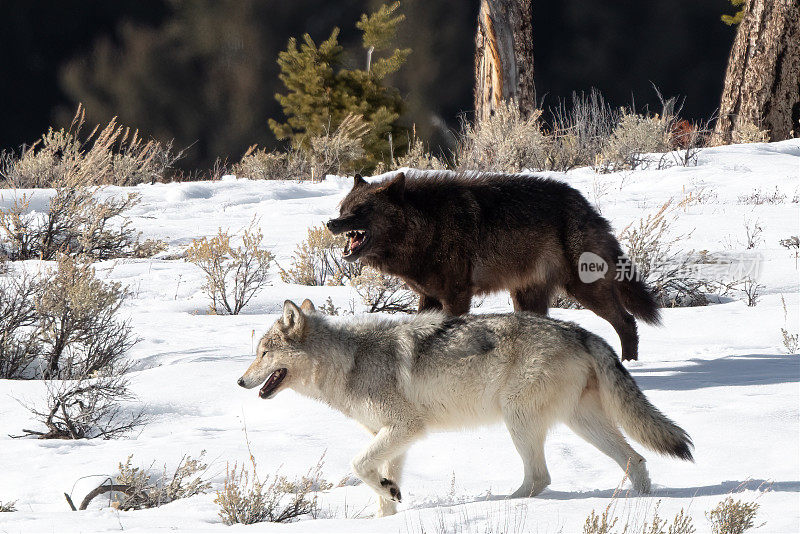 同一群的两只狼在雪地里奔跑，咆哮