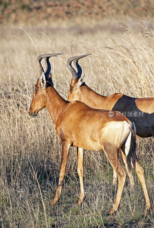 南非夸祖鲁-纳塔尔省南比提保护区的两只红羚。