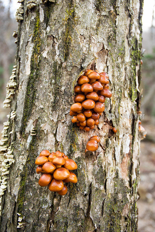 生长在树上的野生Nameko蘑菇
