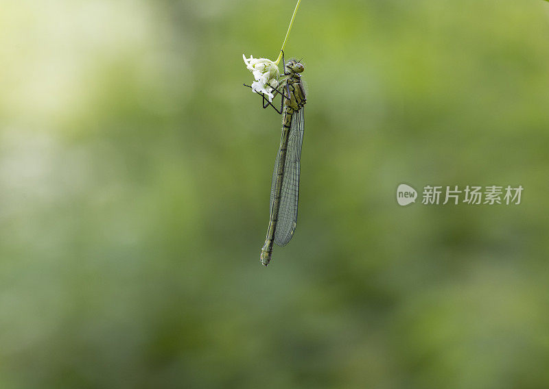 普通蓝豆娘