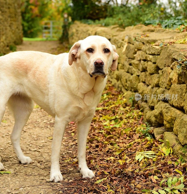 科茨沃尔德的拉布拉多寻回犬