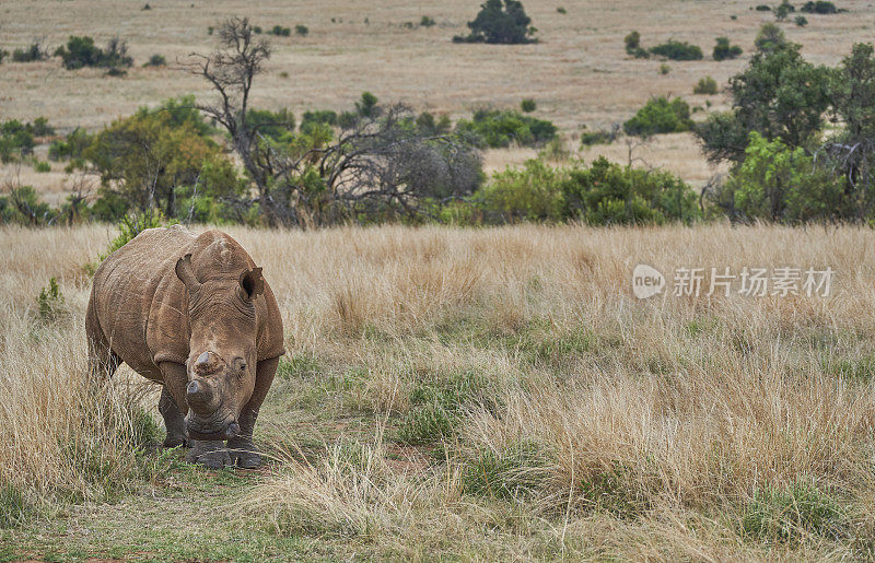 在南非美丽的兰斯堡国家公园，野生犀牛在夏天吃草