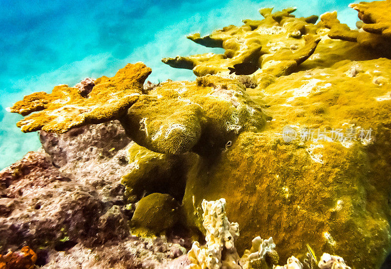 充满活力的水下珊瑚和蓝绿色海洋中的海洋生物，海底的海洋生物