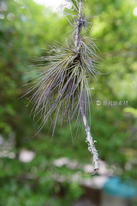 附生植物的植物