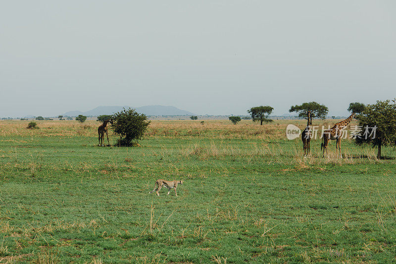 坦桑尼亚塞伦盖蒂国家公园，猎豹在风景优美的草原景观中漫步，背景是长颈鹿