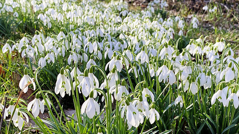 雪花莲