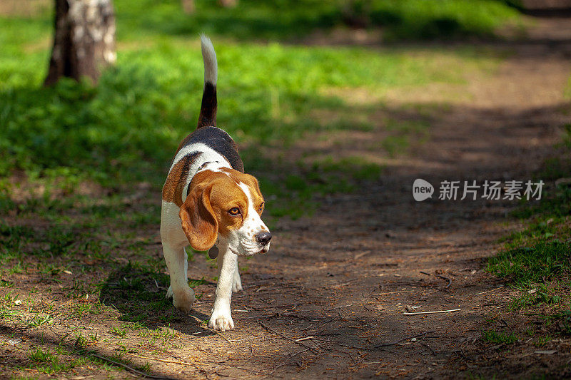 比格尔在夏天的森林里散步