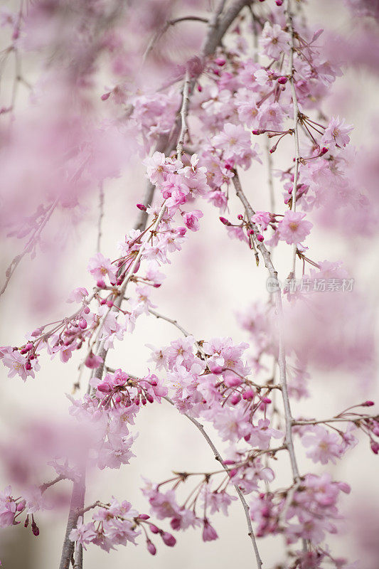 落花樱