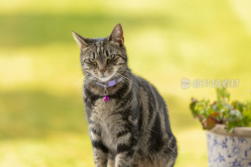 可爱的小花猫在花园里玩