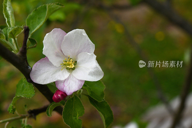 苹果树开花